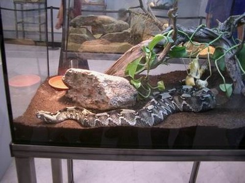 Bitis Nasicorsis.JPG