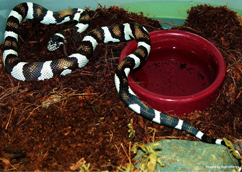 black gap alterna X b&w 50 50 desert cal king