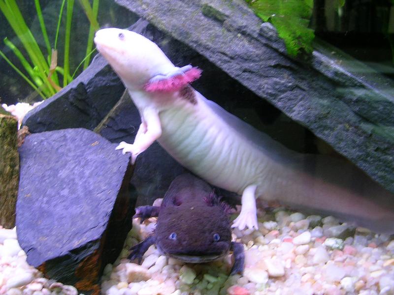 blaco y negro ajolotes.JPG