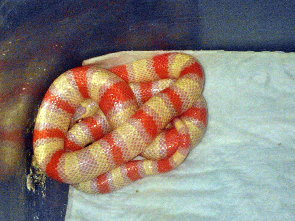 Blair x ruth baby hembra