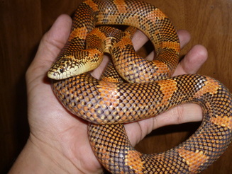 blaze goini