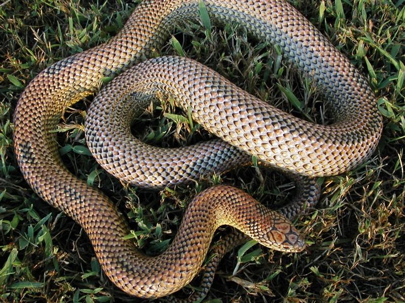 Blaze Phaze Goini adult