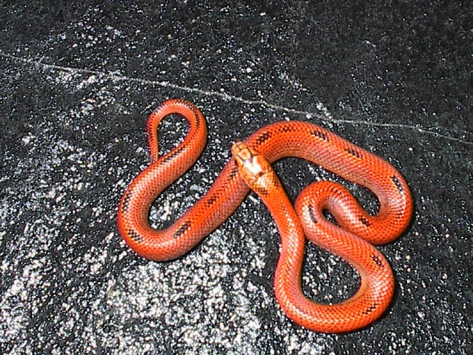 Blaze Phaze Goini baby