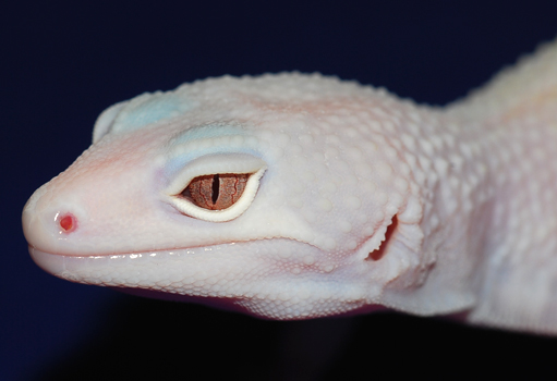 blazing blizzard.jpg