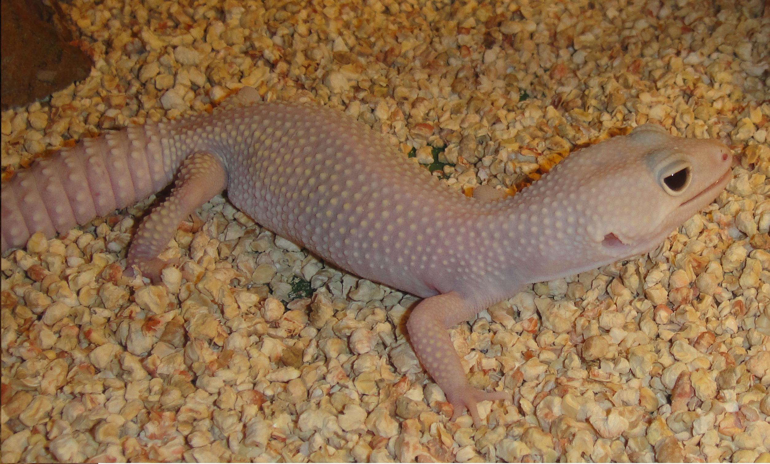 blazzing blizard.JPG