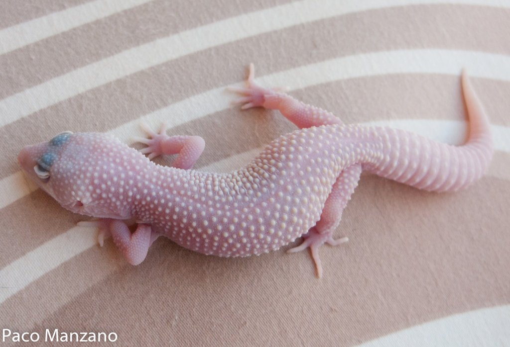 Blazzing blizzard baby