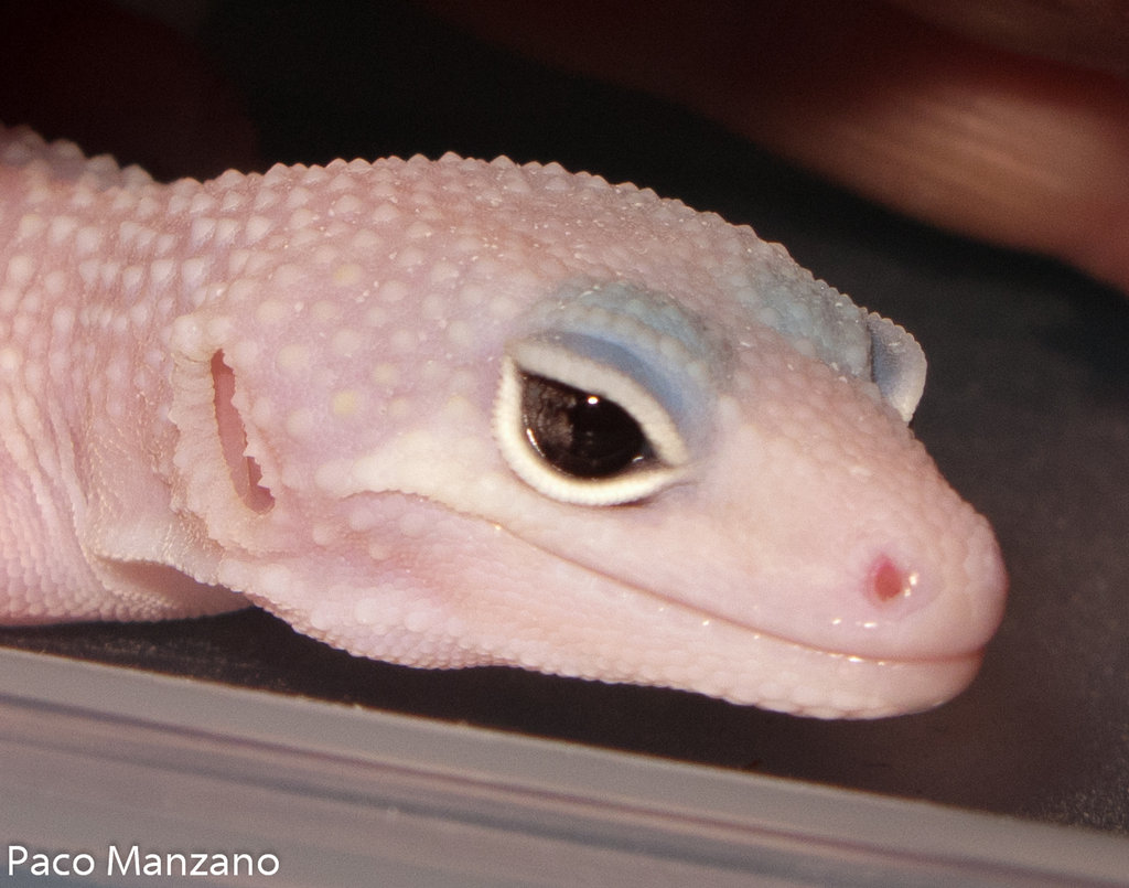 Blazzing blizzard baby