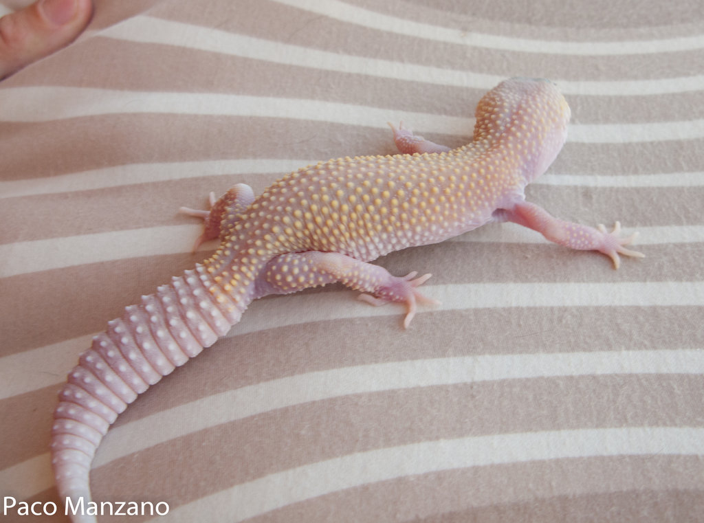 Blazzing blizzard baby