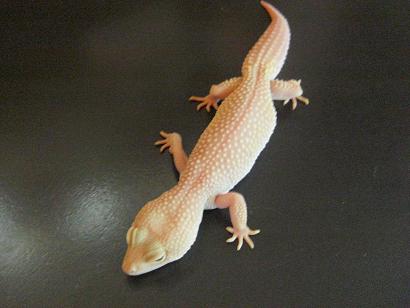 Blazzing Blizzard.JPG