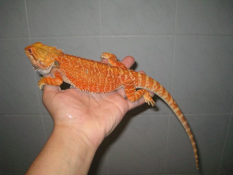 blood orange macho.JPG