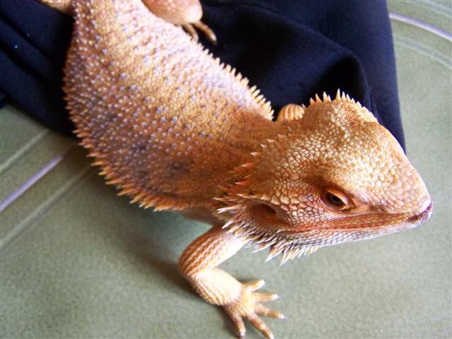 blood picasso dachiu 018 (Small).jpg