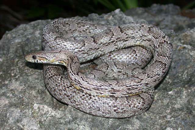 blood red anerystick.jpg