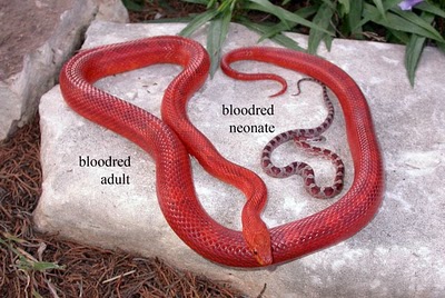 Blood Red Corn Snake