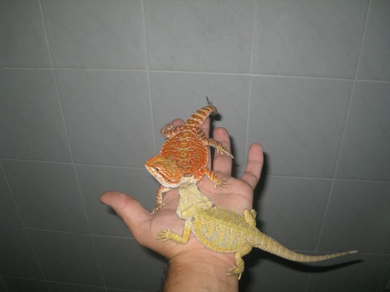 blood y citrus 2.JPG