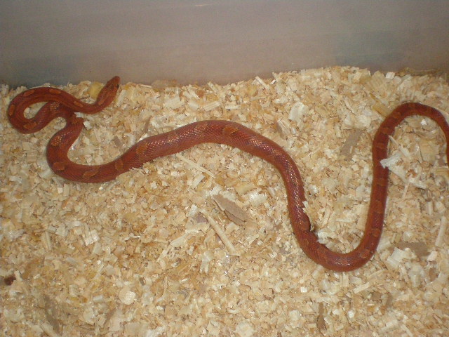 bloodred hetero striped 1.jpg