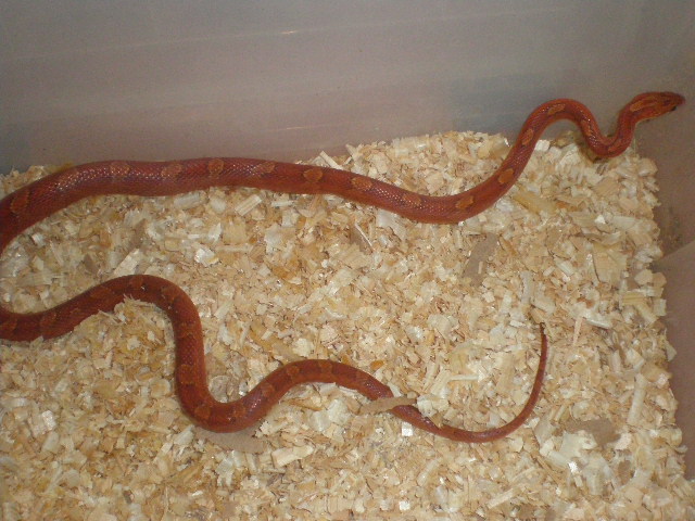 bloodred hetero striped 2.jpg