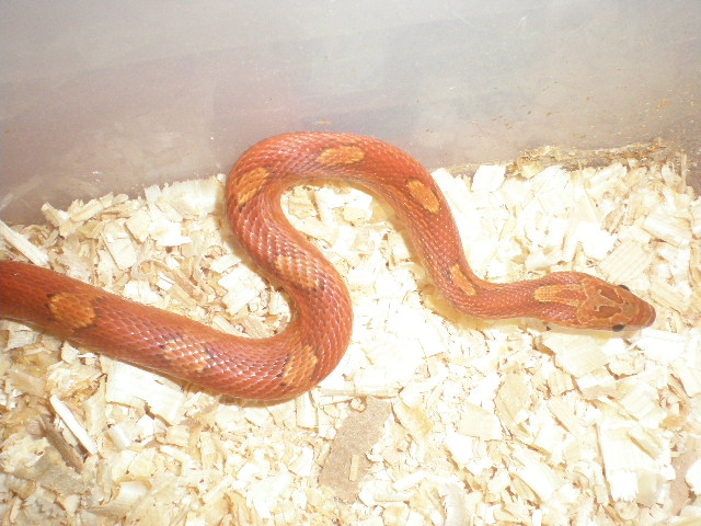 bloodred striped 3.jpg