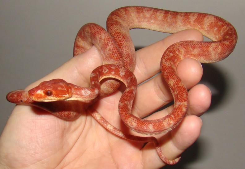 Bloodshed 11 de Junio de 2013.jpg