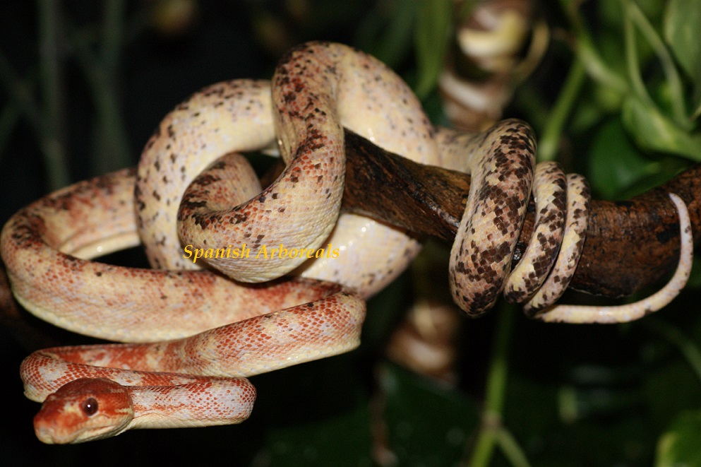 Bloodshed con 1 año y 8 meses.JPG