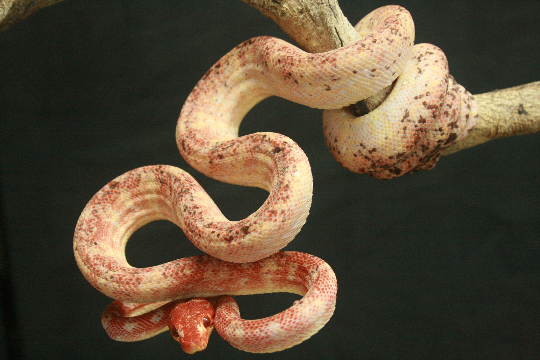 Bloodshed enero 2014 II.JPG