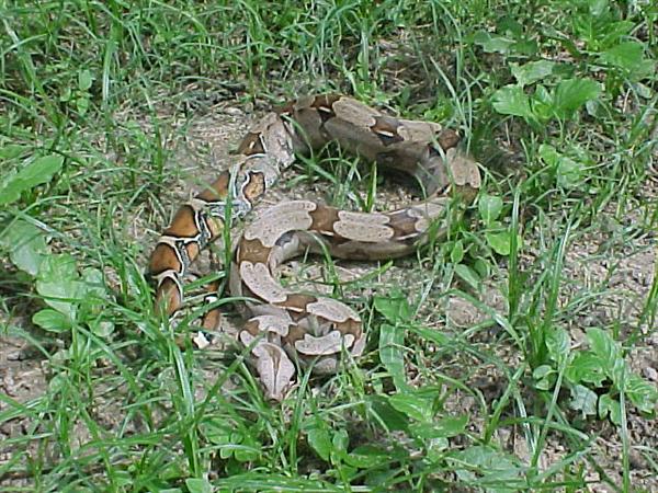 Boa%20c.%20juvenil%20ottis2.JPG