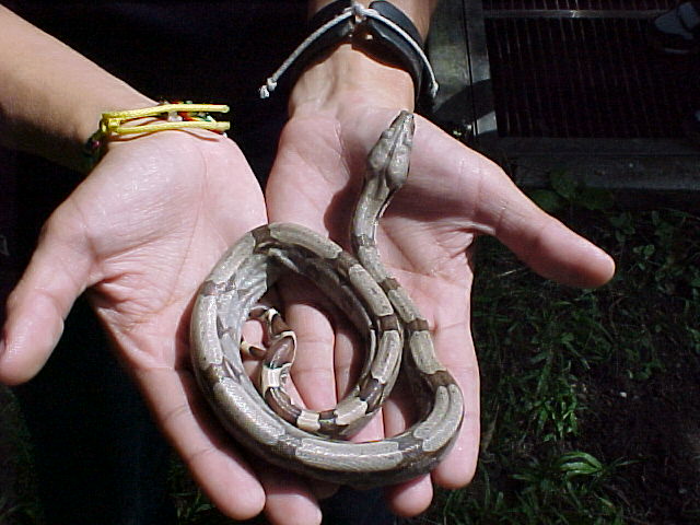 Boa c. ottis2do.JPG