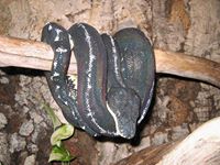 boa esmeralda dark (Corallus caninus)