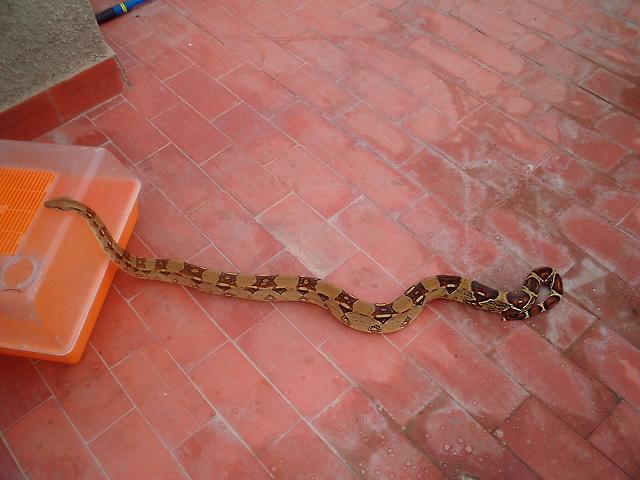 boa hembra 18-07-06.JPG