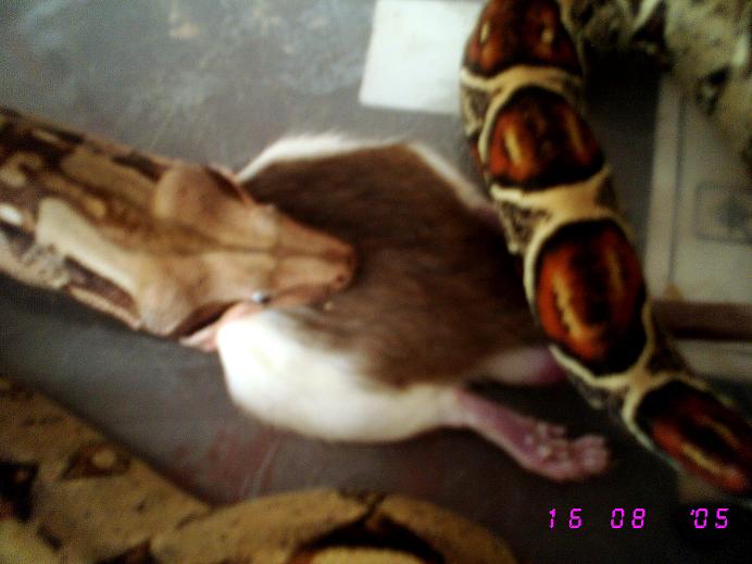 boa hembra cabeza jalando.JPG