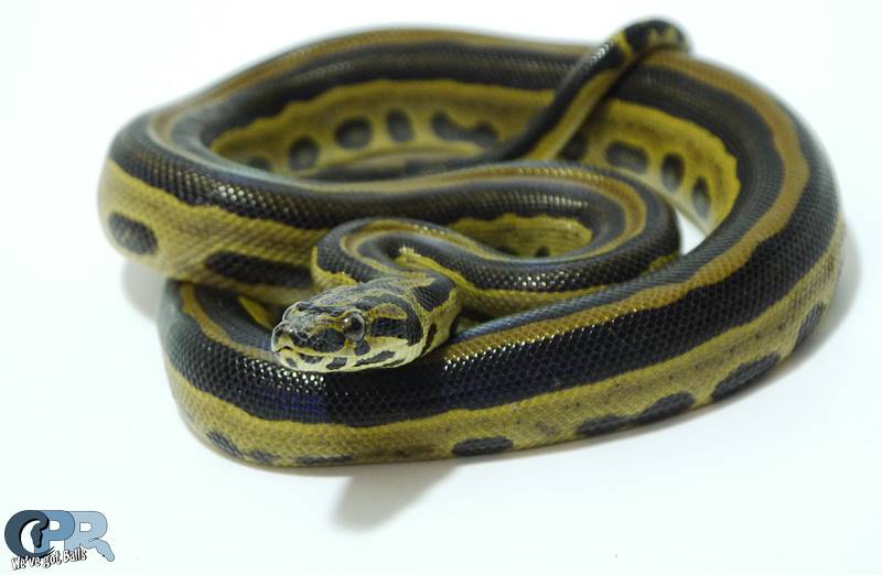 Boaconda (Eunectes murinus x Boa constrictor)