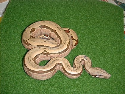 boaconstrictoramarali7.jpg