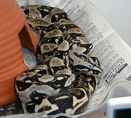 boaconstrictorlongicauda9.jpg