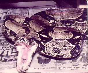 boaconstrictormelanogaster1.jpg