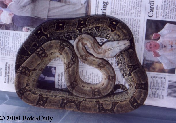 boaconstrictororophias2.jpg