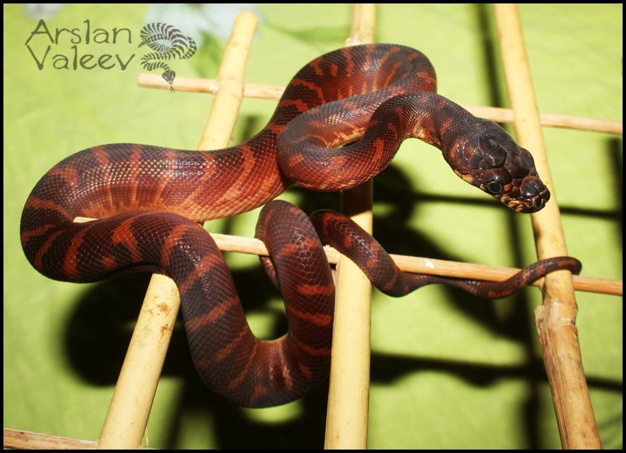 Boelen's python strange