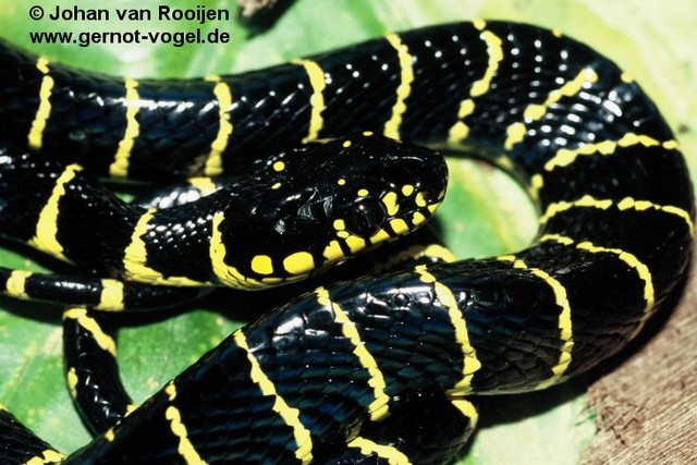 Boiga dendrophila annectans