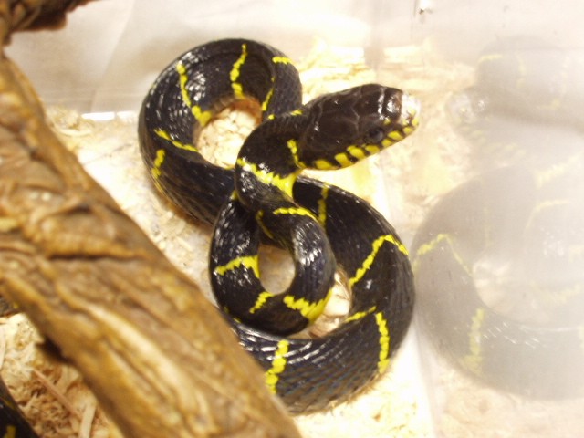 Boiga dendrophila dendrophila