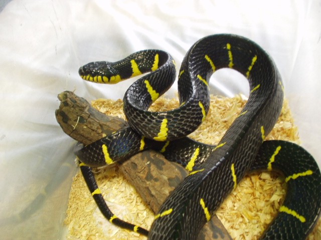 Boiga dendrophila melanota