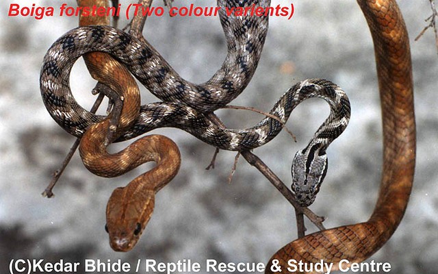Boiga forsteni