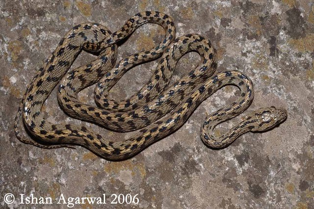 Boiga multifasciata.jpg