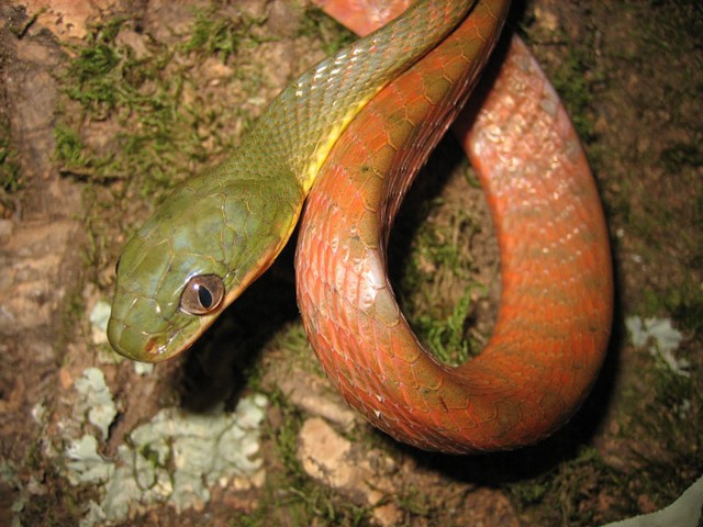 Boiga nigriceps.jpg