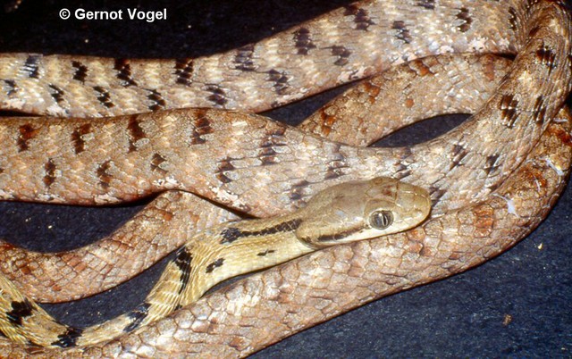Boiga siamensis