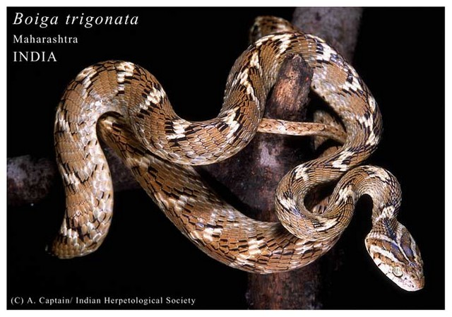 Boiga trigonata trigonata.jpg