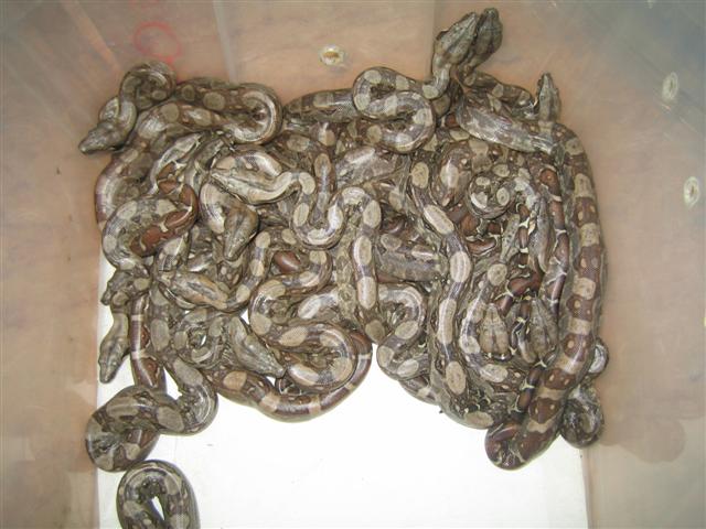 boitas 2007 003 (Small).jpg