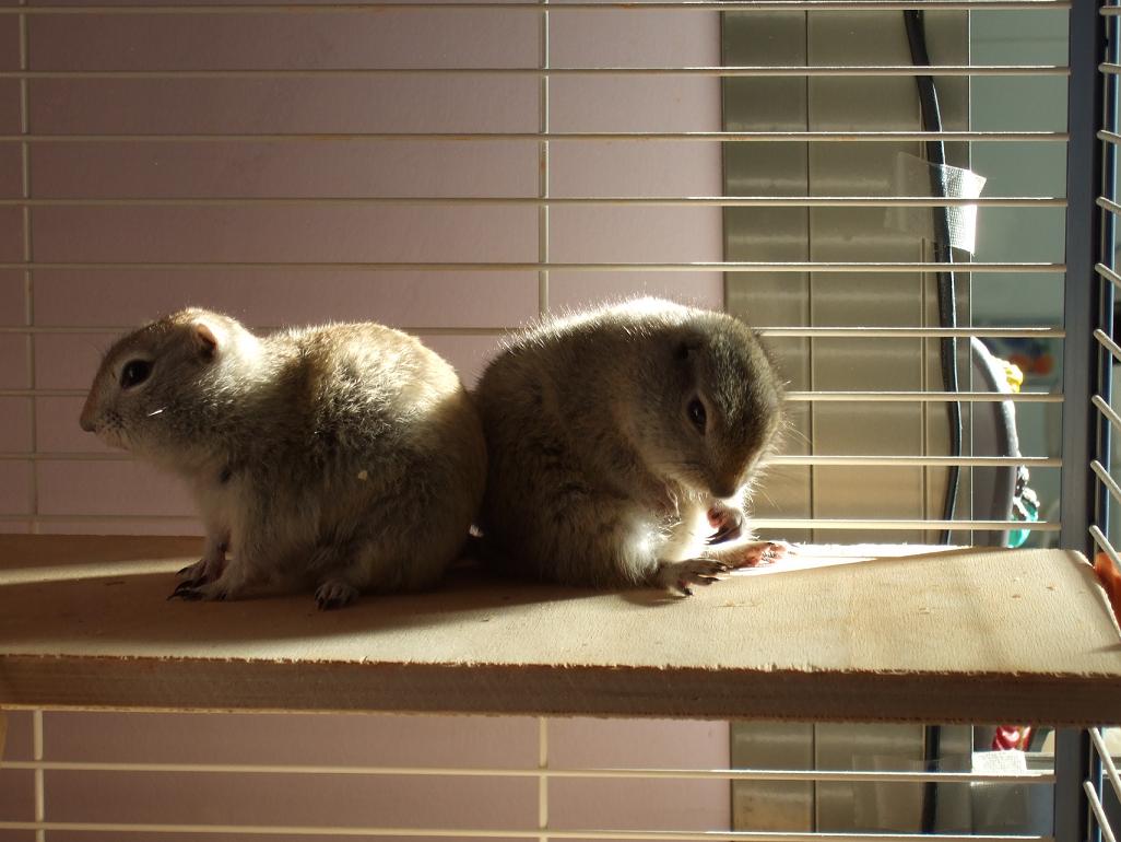 BOLI Y TI 001 fauna.JPG