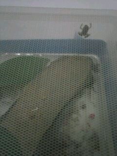 Bombinas orientalis baby.jpg