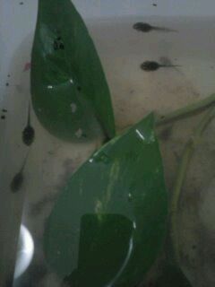 Bombinas orientalis (renacuajos).jpg