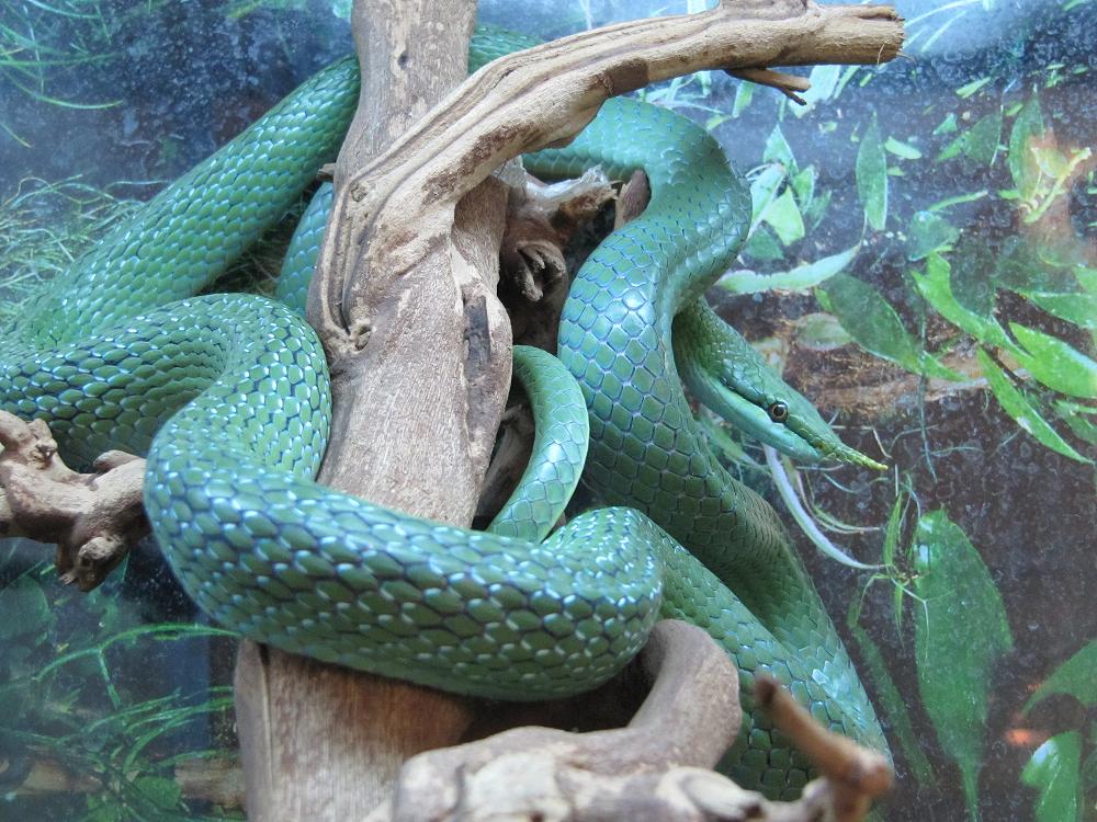 boulengeri macho.JPG