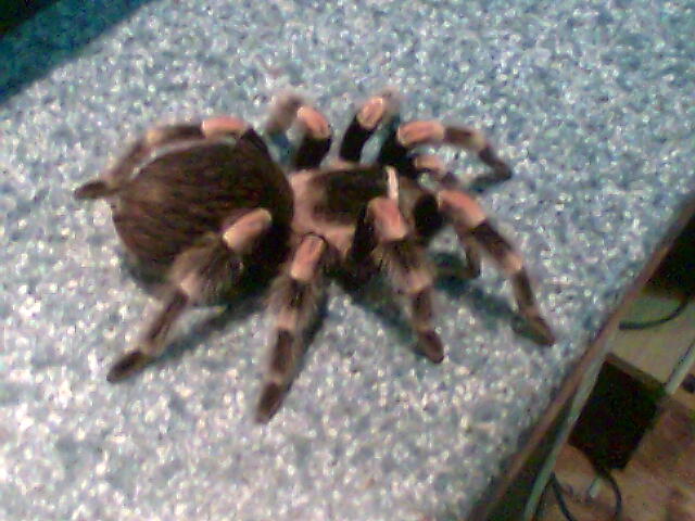 brachiphelma smithy 1.jpg