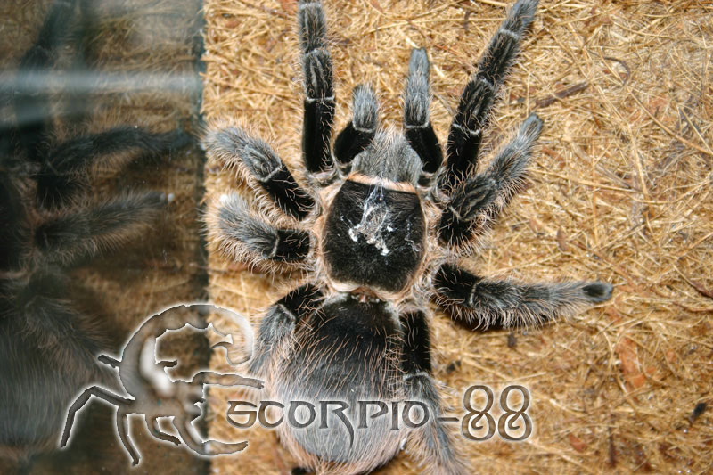 Brachypelma albopilosa 1.JPG